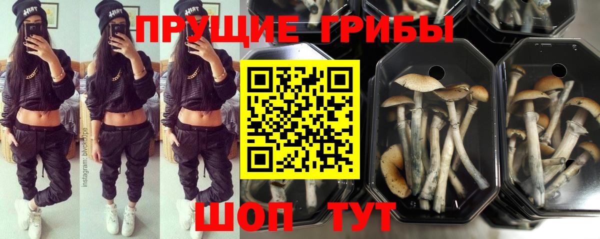 Галлюциногенные грибы прущие грибы Губаха